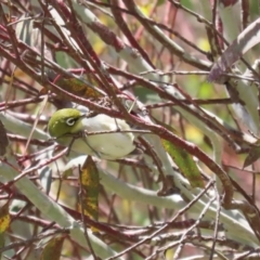 Zosterops lateralis at Fyshwick, ACT - 25 Nov 2022