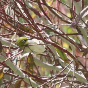 Zosterops lateralis at Fyshwick, ACT - 25 Nov 2022