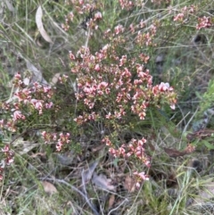 Pultenaea procumbens at Cook, ACT - 26 Nov 2022 06:12 PM