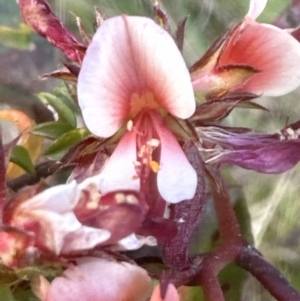 Pultenaea procumbens at Cook, ACT - 26 Nov 2022 06:12 PM