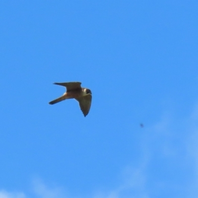 Falco longipennis (Australian Hobby) at Fyshwick, ACT - 25 Nov 2022 by RodDeb