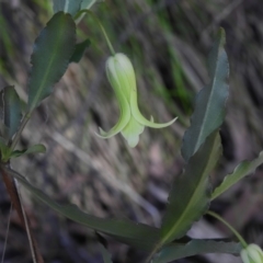 Billardiera mutabilis (Climbing Apple Berry, Apple Berry, Snot Berry, Apple Dumblings, Changeable Flowered Billardiera) at Cotter River, ACT - 25 Nov 2022 by JohnBundock