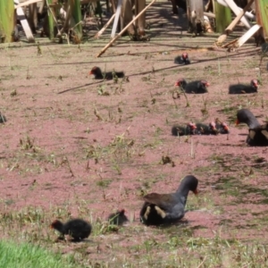 Gallinula tenebrosa at Fyshwick, ACT - 25 Nov 2022