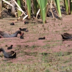 Gallinula tenebrosa at Fyshwick, ACT - 25 Nov 2022