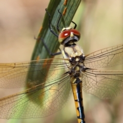 Hemicordulia tau (Tau Emerald) at Fyshwick, ACT - 25 Nov 2022 by RodDeb