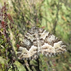 Chrysolarentia rhynchota (Rhynchota Carpet) at Bimberi Nature Reserve - 25 Nov 2022 by Christine