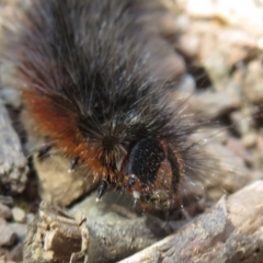 Arctiinae (subfamily) (A Tiger Moth or Woolly Bear) at Bimberi Nature Reserve - 26 Nov 2022 by Christine