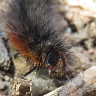 Arctiinae (subfamily) (A Tiger Moth or Woolly Bear) at Bimberi Nature Reserve - 25 Nov 2022 by Christine