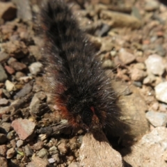 Arctiinae (subfamily) at Cotter River, ACT - 26 Nov 2022 09:54 AM