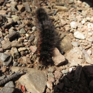 Arctiinae (subfamily) at Cotter River, ACT - 26 Nov 2022