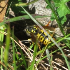 Vespula germanica (German Yellowjacket Wasp (also known as European Wasp)) at Brindabella, NSW - 26 Nov 2022 by Christine