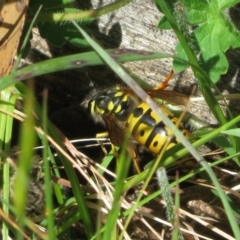 Vespula germanica (European wasp) at Bimberi Nature Reserve - 26 Nov 2022 by Christine