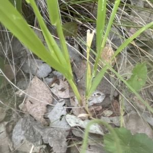 Cynosurus echinatus at Cook, ACT - 26 Nov 2022 07:46 PM