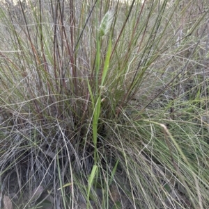 Cynosurus echinatus at Cook, ACT - 26 Nov 2022