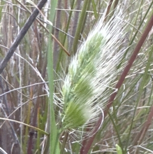 Cynosurus echinatus at Cook, ACT - 26 Nov 2022