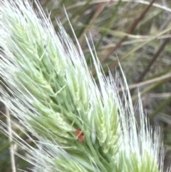 Cynosurus echinatus at Cook, ACT - 26 Nov 2022