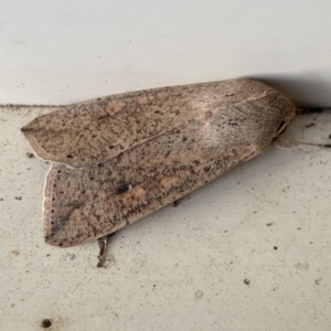 Mythimna (Pseudaletia) convecta at Jerrabomberra, NSW - 26 Nov 2022