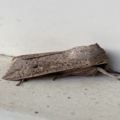 Mythimna (Pseudaletia) convecta at Jerrabomberra, NSW - 26 Nov 2022