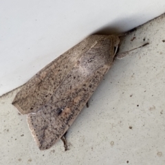 Mythimna (Pseudaletia) convecta at Jerrabomberra, NSW - 26 Nov 2022