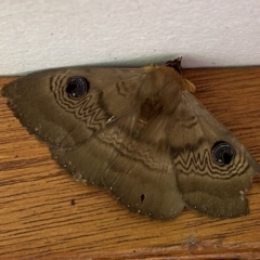 Dasypodia selenophora at Jerrabomberra, NSW - 26 Nov 2022