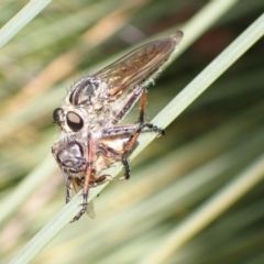 Dolopus rubrithorax (Large Brown Robber Fly) at Murrumbateman, NSW - 26 Nov 2022 by SimoneC