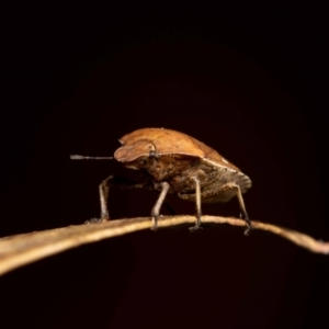 Dictyotus caenosus at Jerrabomberra, NSW - suppressed