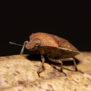 Dictyotus caenosus at Jerrabomberra, NSW - suppressed