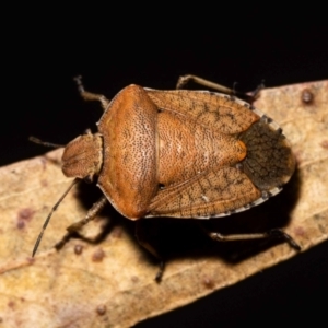 Dictyotus caenosus at Jerrabomberra, NSW - suppressed