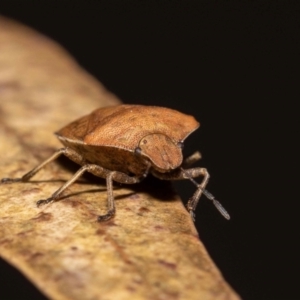 Dictyotus caenosus at Jerrabomberra, NSW - suppressed