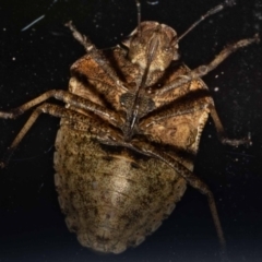 Dictyotus caenosus at Jerrabomberra, NSW - suppressed