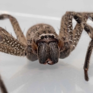 Neosparassus calligaster at Jerrabomberra, NSW - 26 Nov 2022