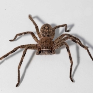 Neosparassus calligaster at Jerrabomberra, NSW - 26 Nov 2022