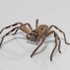 Neosparassus calligaster at Jerrabomberra, NSW - 26 Nov 2022