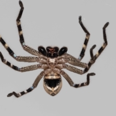 Neosparassus calligaster at Jerrabomberra, NSW - 26 Nov 2022