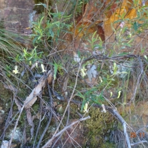 Billardiera mutabilis at Cotter River, ACT - 25 Nov 2022 01:09 PM