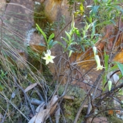 Billardiera mutabilis at Cotter River, ACT - 25 Nov 2022