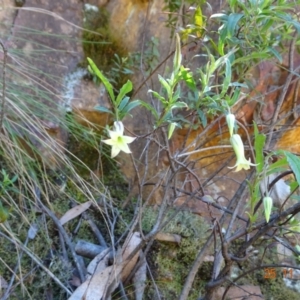 Billardiera mutabilis at Cotter River, ACT - 25 Nov 2022 01:09 PM