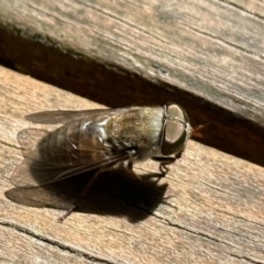 Dasybasis sp. (genus) (A march fly) at Aranda, ACT - 26 Nov 2022 by KMcCue