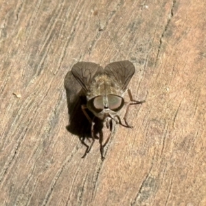 Dasybasis sp. (genus) at Aranda, ACT - 26 Nov 2022