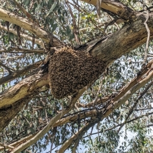 Apis mellifera at Hackett, ACT - 26 Nov 2022