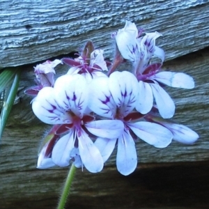 Pelargonium australe at Weetangera, ACT - 24 Nov 2022