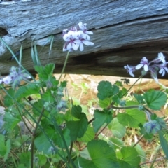 Pelargonium australe at Weetangera, ACT - 24 Nov 2022