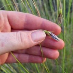 Wahlenbergia stricta subsp. stricta at Bungendore, NSW - 26 Nov 2022