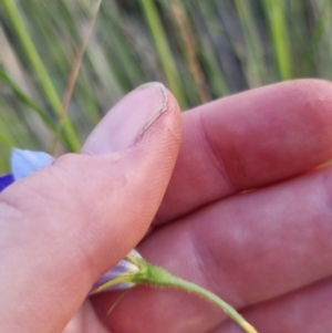 Wahlenbergia stricta subsp. stricta at Bungendore, NSW - 26 Nov 2022