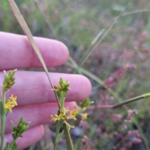 Pimelea curviflora at Bungendore, NSW - 26 Nov 2022 07:43 PM