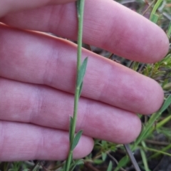 Pimelea curviflora at Bungendore, NSW - 26 Nov 2022 07:43 PM