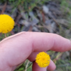 Leptorhynchos squamatus subsp. squamatus at Bungendore, NSW - 26 Nov 2022 07:43 PM