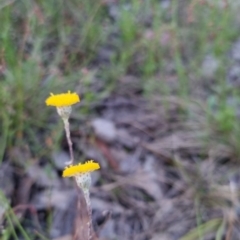 Leptorhynchos squamatus subsp. squamatus at Bungendore, NSW - 26 Nov 2022 07:43 PM