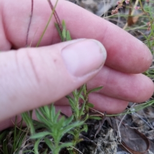 Leptorhynchos squamatus subsp. squamatus at Bungendore, NSW - 26 Nov 2022