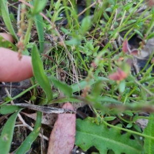 Craspedia variabilis at Bungendore, NSW - 26 Nov 2022